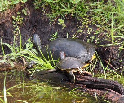 [A large turtle on the ground at the edge of the water and a much smaller turtle on a log close to it are both looking away from the camera with their heads fully outstretched up.]
